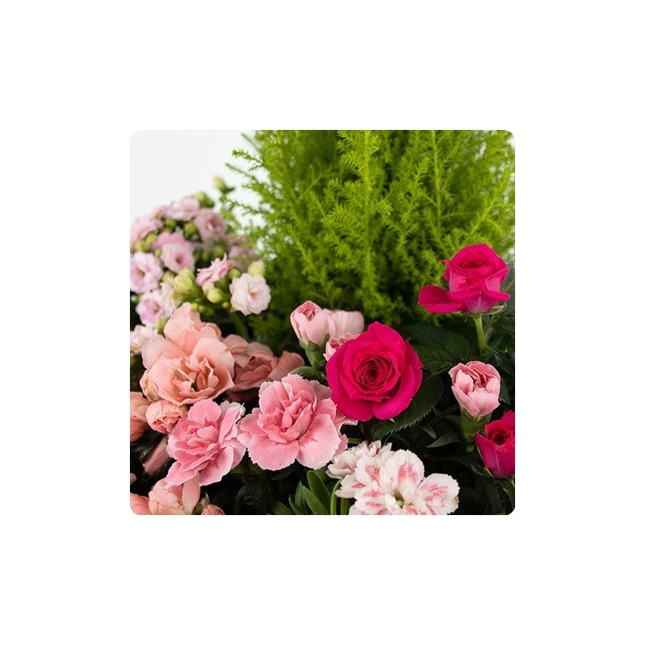 Coupe de plantes deuil BOSQUET