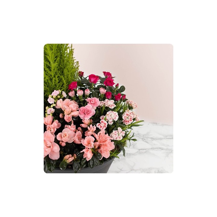 Coupe de plantes deuil BOSQUET
