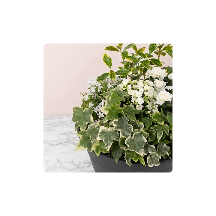 Coupe de plantes deuil JARDIN EN PAIX