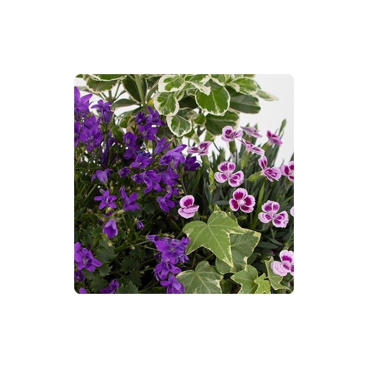 Coupe de plantes deuil AVEC VOUS