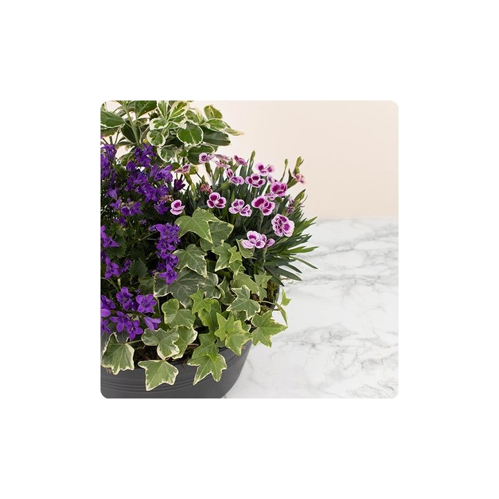 Coupe de plantes deuil AVEC VOUS