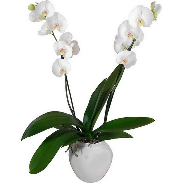 Orchidée blanche deux branches en pot
