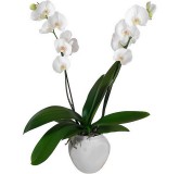 Orchidée blanche deux branches en pot