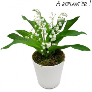 Muguet du 1er Mai en Pot avec racines