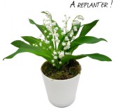 Muguet du 1er Mai en Pot avec racines