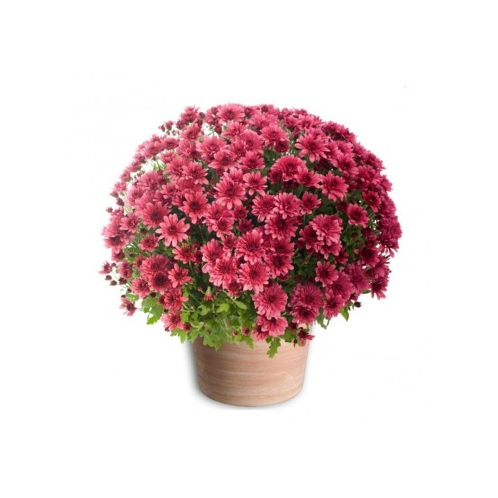 CHRYSANTHÈME TOUSSAINT POMPONETTE ROSE