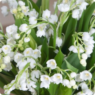 Bouquet de Muguet du 1er Mai