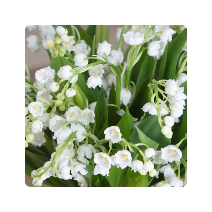 Bouquet de Muguet du 1er Mai