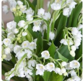 Bouquet de Muguet du 1er Mai