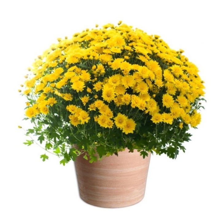 CHRYSANTHÈME TOUSSAINT POMPONETTE