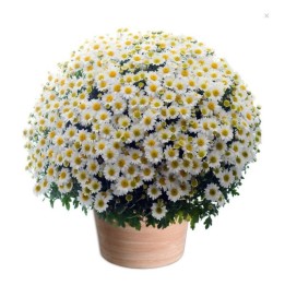 CHRYSANTHÈME TOUSSAINT POMPONETTE