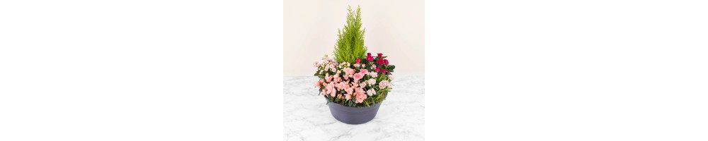 COUPES DE PLANTES DEUIL