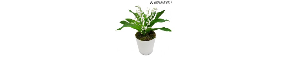FLEURS MUGUET DU 1ER MAI