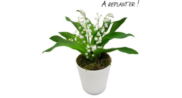 FLEURS MUGUET DU 1ER MAI