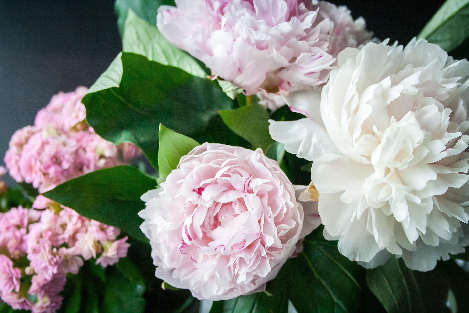 La Pivoine, Fleur de la Fête des Mères 