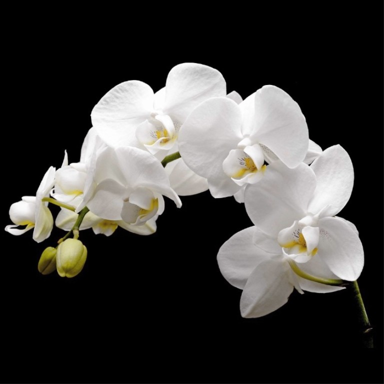 Orchidée blanche deux branches en pot