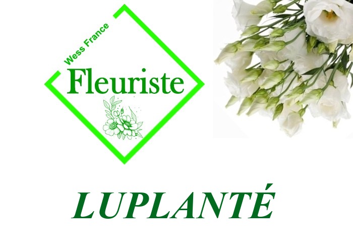 Fleuriste Luplanté Fleuriste Luplanté - livraison de fleurs Luplanté