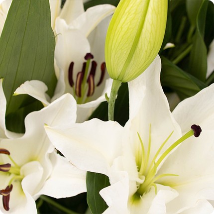 Les Lys Blancs : Symboles de Pureté et d'Élégance