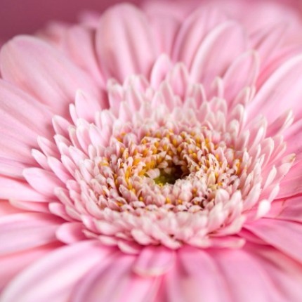 le Gerbera, une fleur colorée et joyeuse
