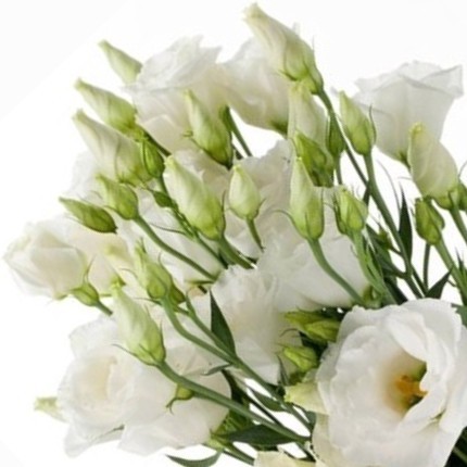 Lysianthus : Élégance et Raffinement dans le Monde Floral