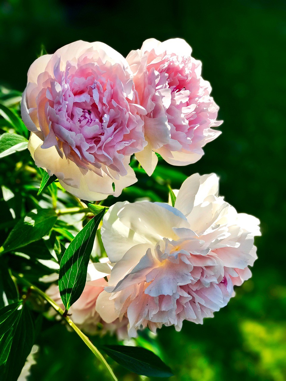 La Pivoine, Fleur de la Fête des Mères 